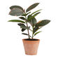 Mini Faux Rubber Plant in Terracotta Pot image number 0