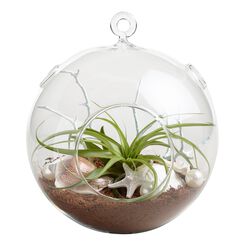 Hanging Live Plant Glass Terrarium with Starfish