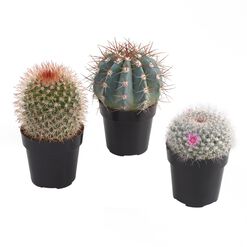 Small Assorted Live Potted Cacti Set of 3