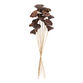 Dried Lotus Pod Bunch image number 0