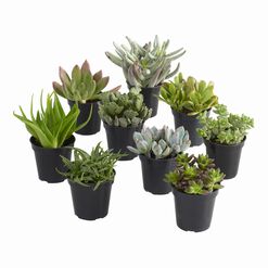 Large Assorted Live Potted Succulents
