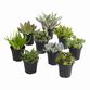 Large Assorted Live Potted Succulents image number 0