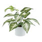 Faux Dasheen Leaf Plant in White Cement Pot image number 0