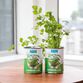 Back To The Roots Kitchen Herb Garden Grow Kit 3 Pack image number 2