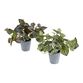 Faux Peperomia Plants Set of 2 image number 0