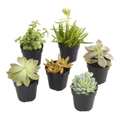 Small Assorted Live Potted Succulents