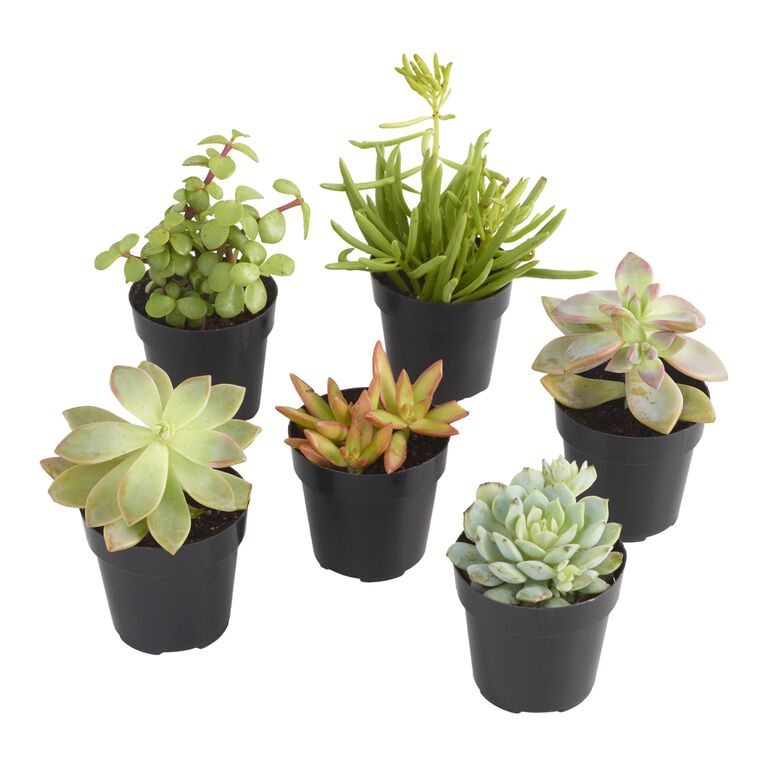 Small Assorted Live Potted Succulents image number 1