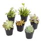 Small Assorted Live Potted Succulents image number 0