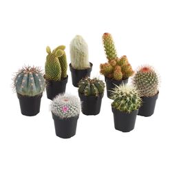Small Assorted Live Potted Cacti Set of 3