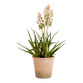 Faux Blooming Agave Plant in Terracotta Pot image number 0