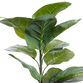 Large Faux Leaf Rubber Plant image number 1