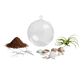 Hanging Live Plant Glass Terrarium with Starfish image number 1