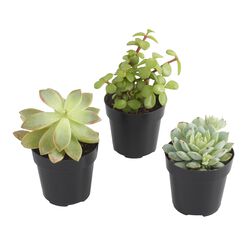 Small Assorted Live Potted Succulents
