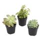 Small Assorted Live Potted Succulents image number 1