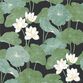 Green and Black Lily Pad Peel And Stick Wallpaper image number 0