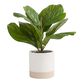 Faux Fiddle Leaf Fig Plant in Two Tone Cement Pot image number 0