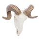 Faux Ram Skull Wall Decor image number 0