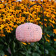 Sunflower Fabric Solar LED Lantern image number 4