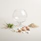 Live Plant Glass Terrarium with Seashells image number 1