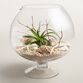 Live Plant Glass Terrarium with Seashells image number 0