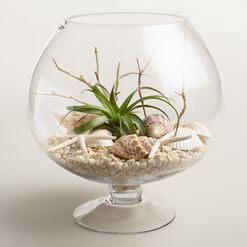 Live Plant Glass Terrarium with Seashells