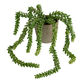 Faux Donkey Tail Succulent in Gray Ceramic Pot image number 0