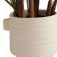 Faux Chinese Fan Palm in Ivory Cement Pot image number 1