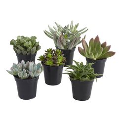 Large Assorted Live Potted Succulents