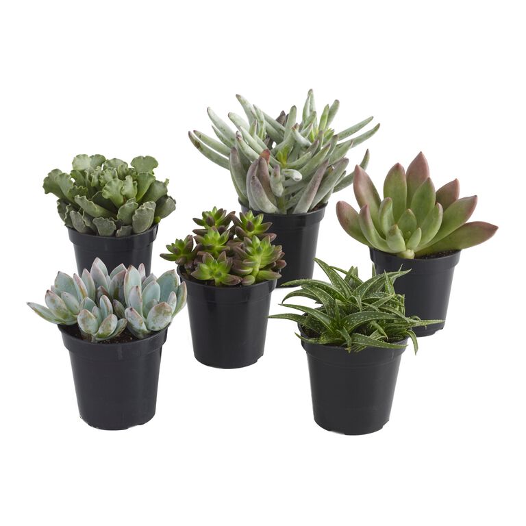 Large Assorted Live Potted Succulents image number 2