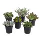 Large Assorted Live Potted Succulents image number 1