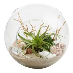 Beach Garden Live Plant Glass Terrarium