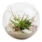 Beach Garden Live Plant Glass Terrarium image number 0