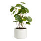 Faux Chinese Money Plant in Ceramic Pot image number 0