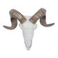 Faux Ram Skull Wall Decor image number 2