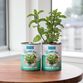 Back To The Roots Kitchen Herb Garden Grow Kit 3 Pack image number 4