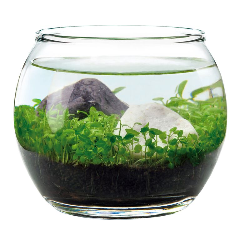 Noted Water Garden Glass Plant Aquarium Set image number 4