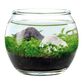 Noted Water Garden Glass Plant Aquarium Set image number 3