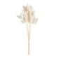 Dried Bunny Tail Bunch image number 0