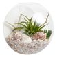 Wall-Mounted Live Plant Glass Terrarium image number 0
