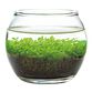Noted Water Garden Glass Plant Aquarium Set image number 2