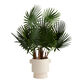 Faux Chinese Fan Palm in Ivory Cement Pot image number 0