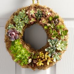 Live Succulent Wreath