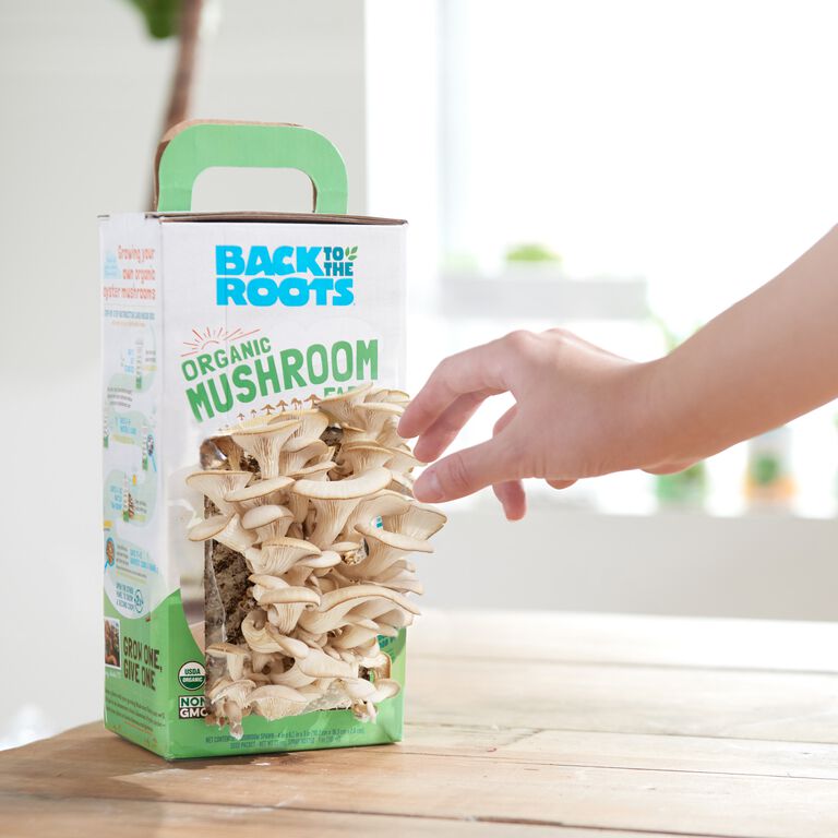 Back to the Roots Organic Oyster Mushroom Grow Kit image number 3