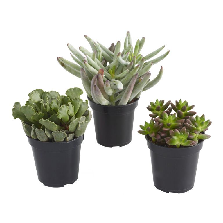 Large Assorted Live Potted Succulents image number 3
