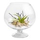 Live Plant Glass Terrarium with Driftwood image number 0