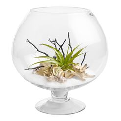Live Plant Glass Terrarium with Driftwood