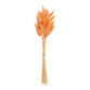 Apricot Dried Bunny Tail Bunch image number 0